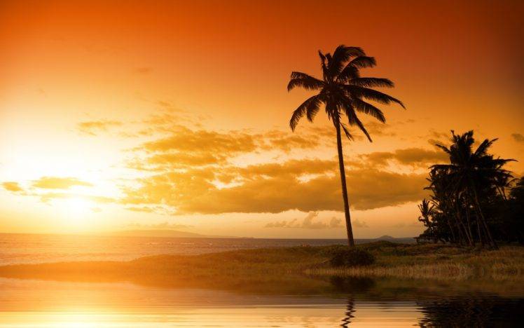 beach, Palm trees, Sunset HD Wallpaper Desktop Background