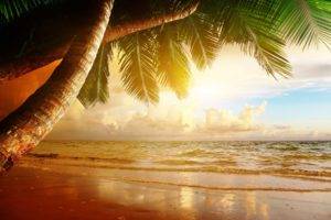 beach, Sand, Palm trees