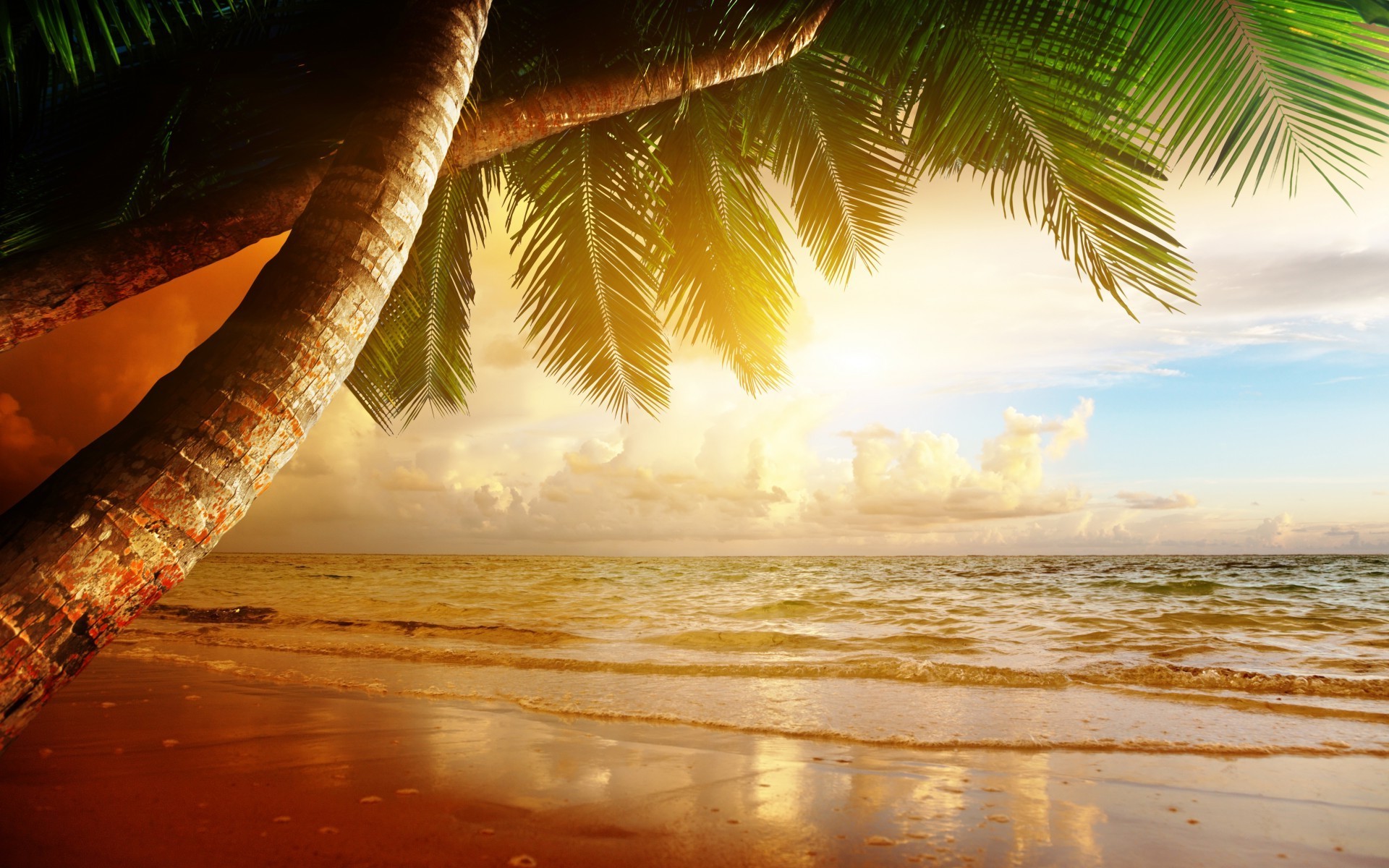 beach, Sand, Palm trees Wallpaper