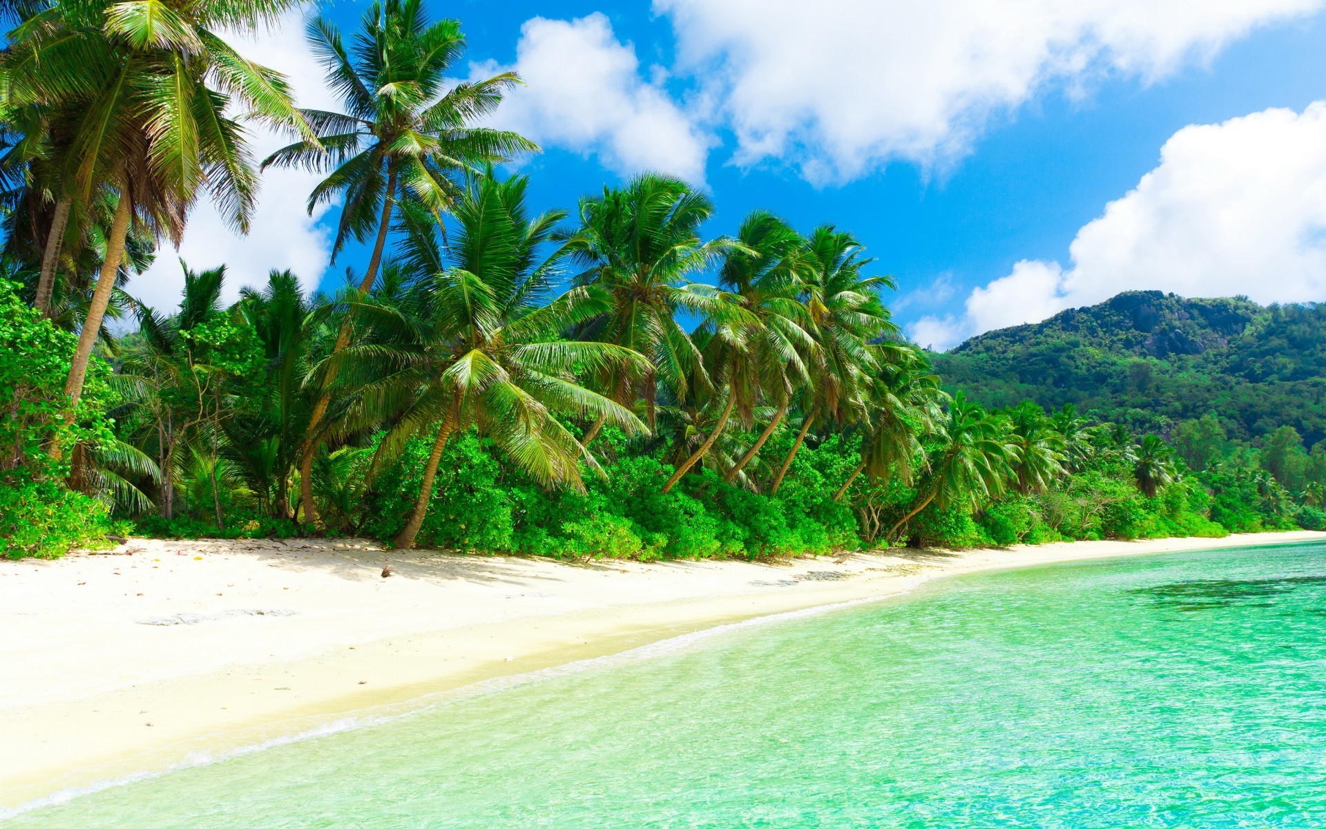 beach, Sand, Palm trees Wallpaper