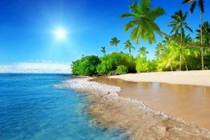 beach, Palm trees