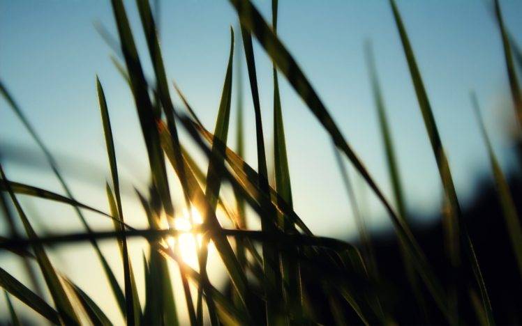 grass, Sunlight, Macro HD Wallpaper Desktop Background