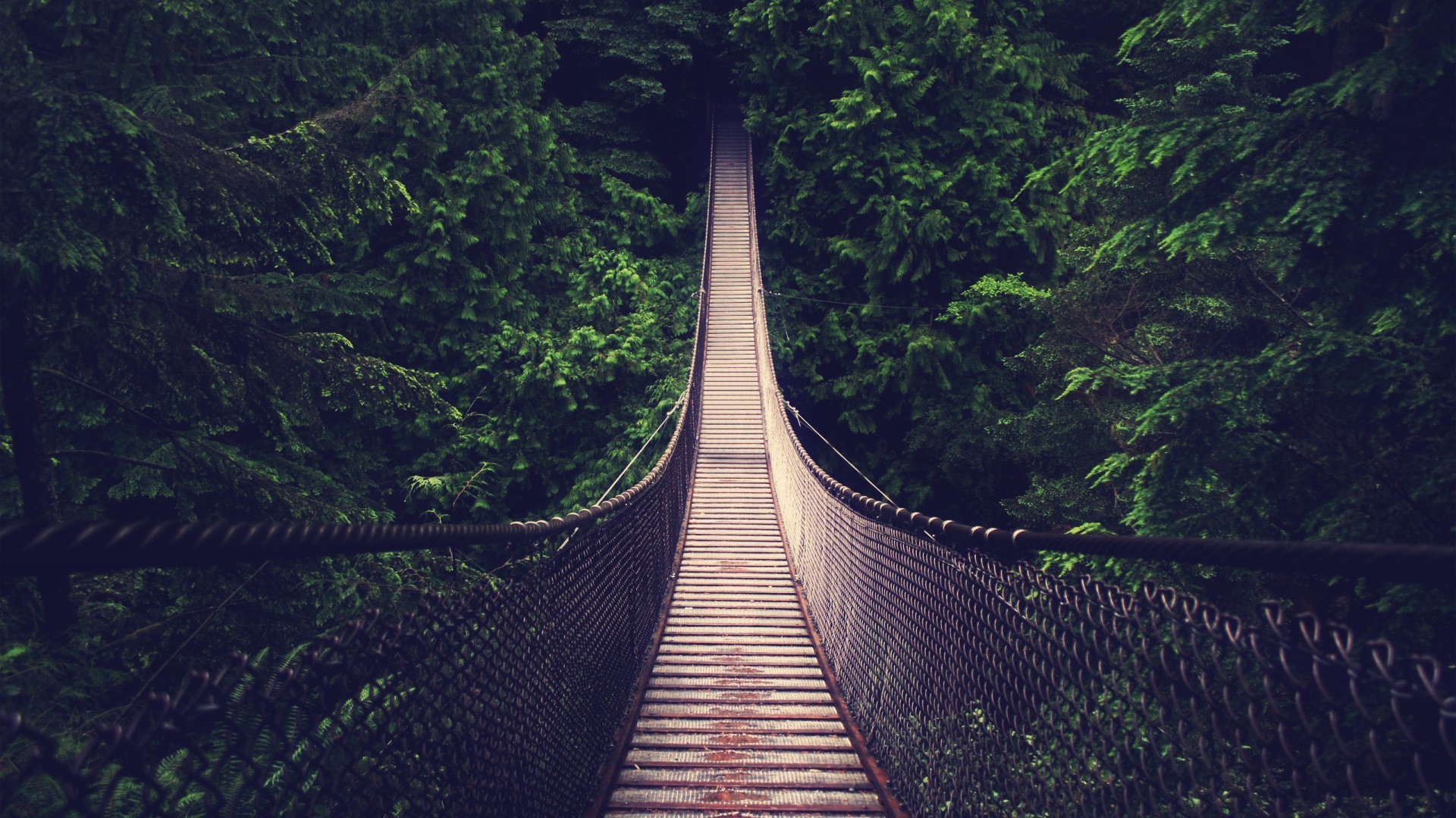 bridge, Forest Wallpaper
