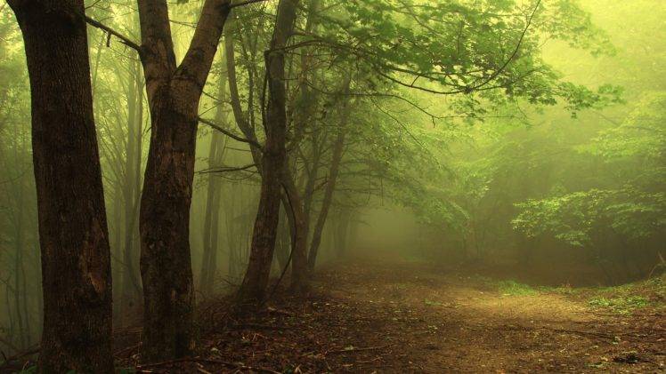 mist, Forest, Trees HD Wallpaper Desktop Background