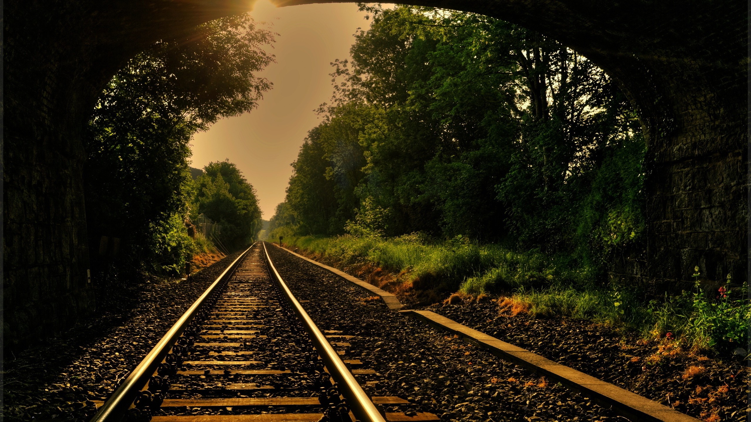 forest, Trees, Railway Wallpaper