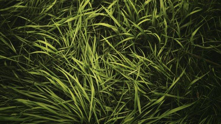 grass HD Wallpaper Desktop Background