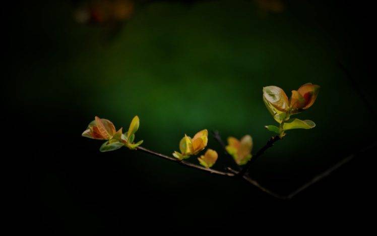 twigs, Plants, Leaves, Vignette HD Wallpaper Desktop Background