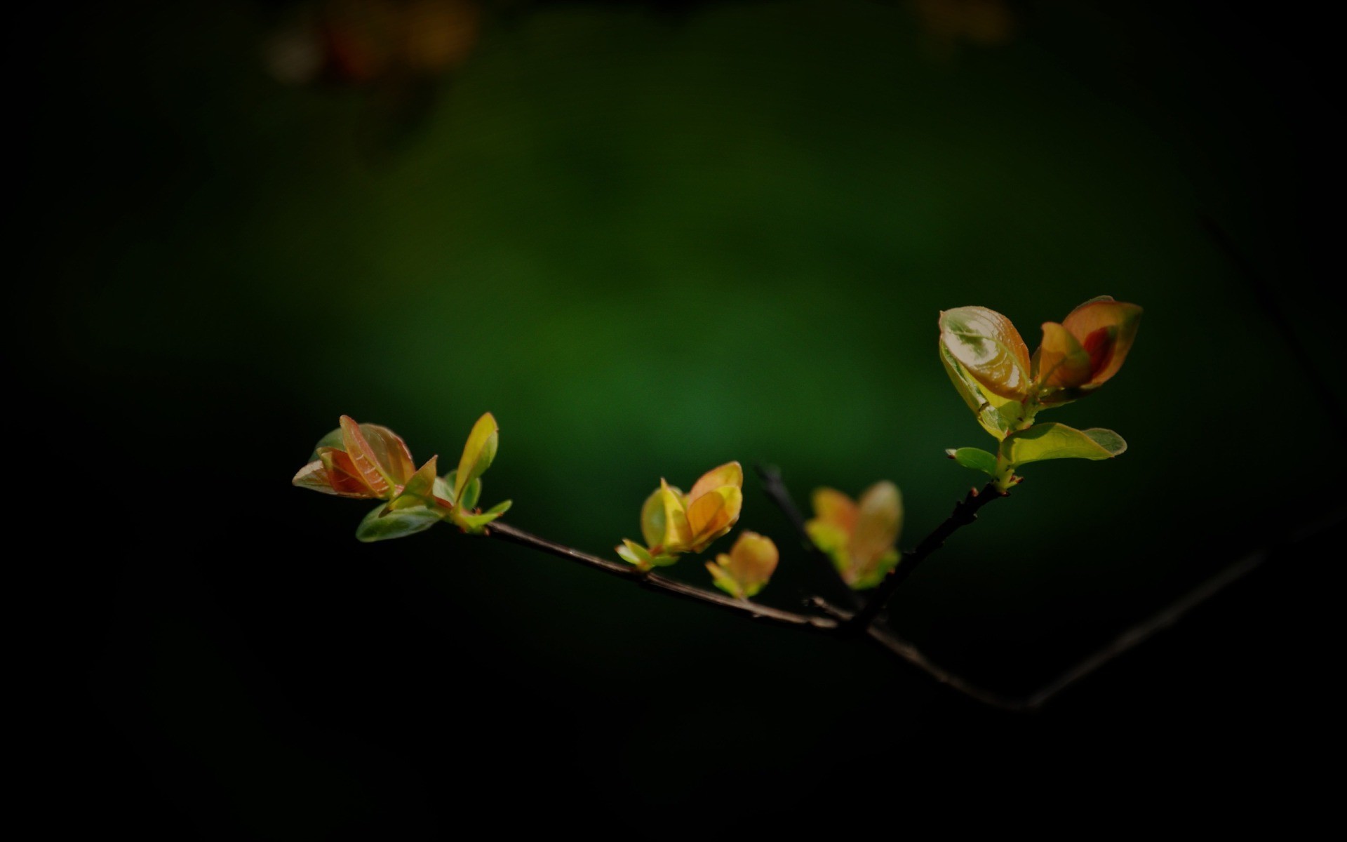 twigs, Plants, Leaves, Vignette Wallpaper