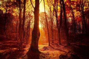fall, Sunset, Forest, Trees