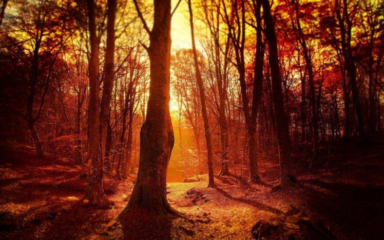 fall, Sunset, Forest, Trees HD Wallpaper Desktop Background