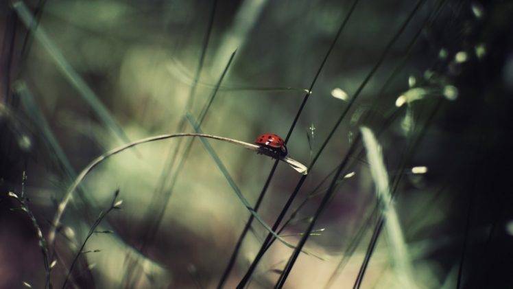 ladybugs, Grass, Bokeh HD Wallpaper Desktop Background