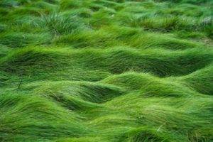 grass, Green