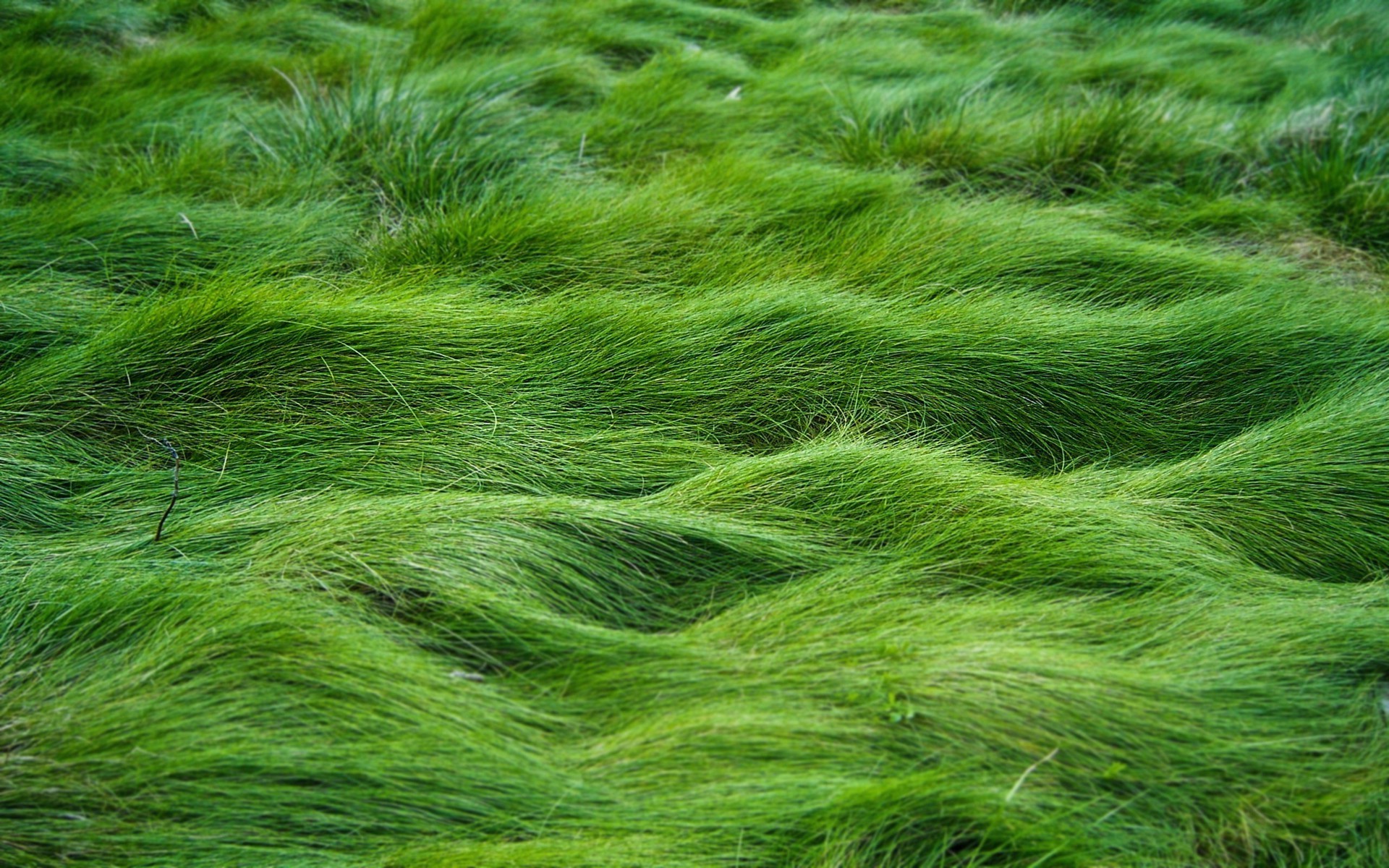 grass, Green Wallpaper