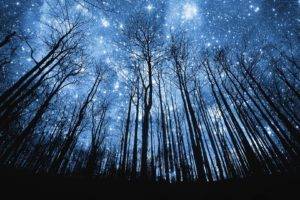 stars, Forest, Trees