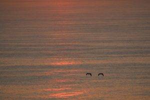 sunset, Seagulls