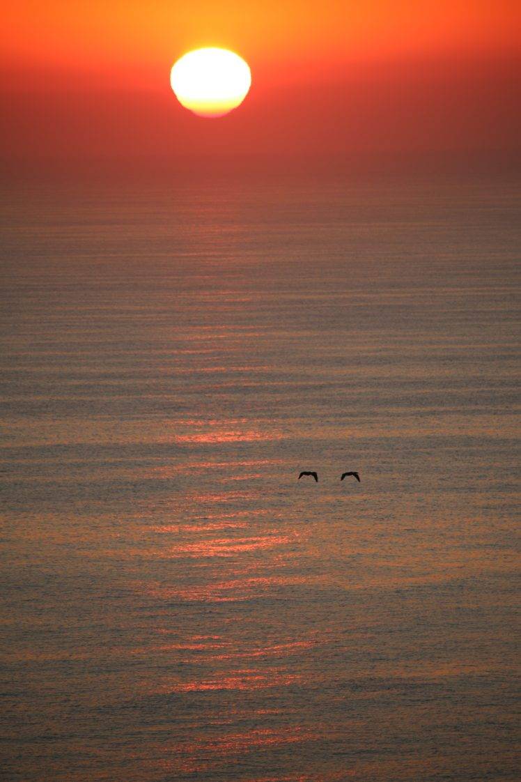 sunset, Seagulls HD Wallpaper Desktop Background