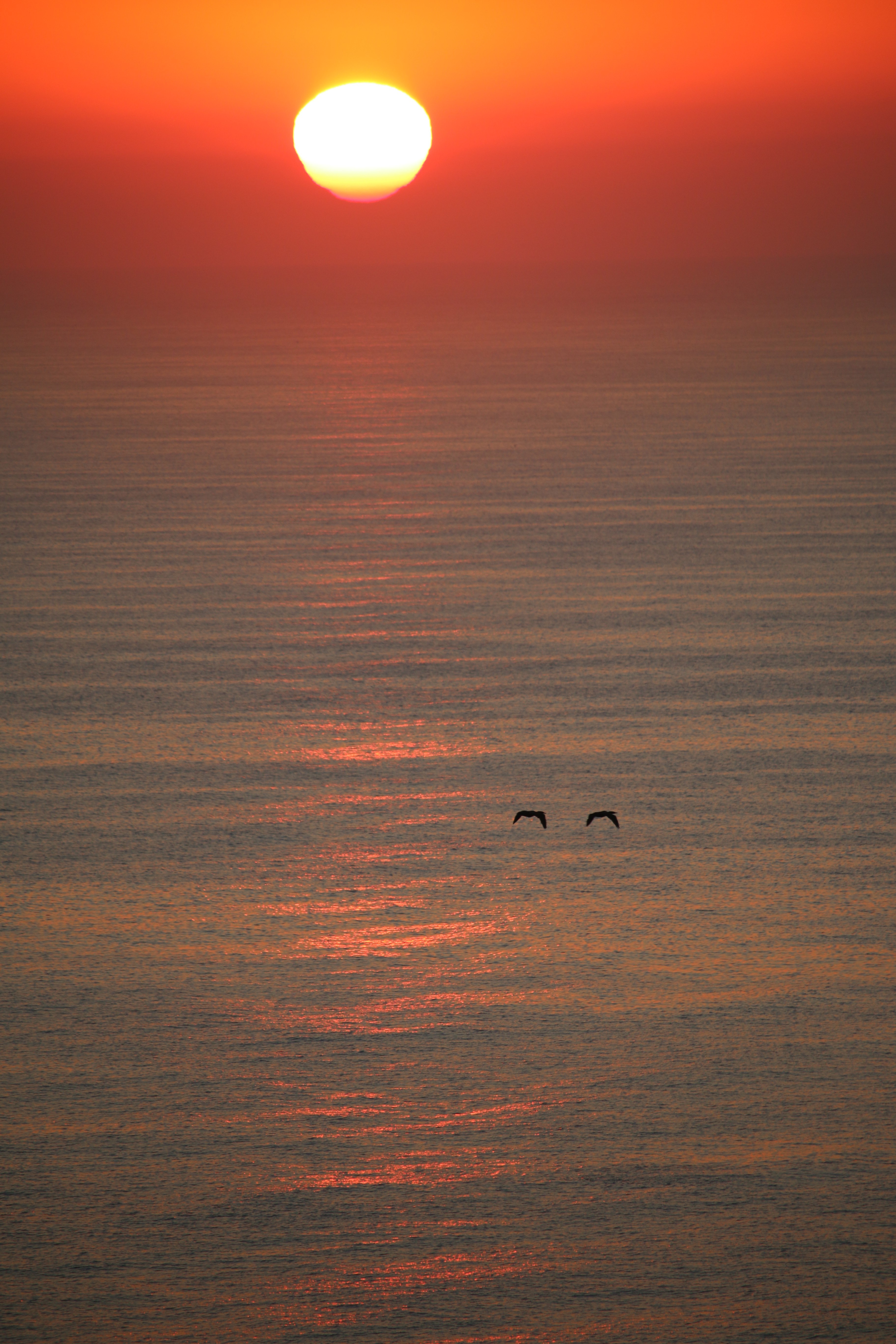 sunset, Seagulls Wallpaper