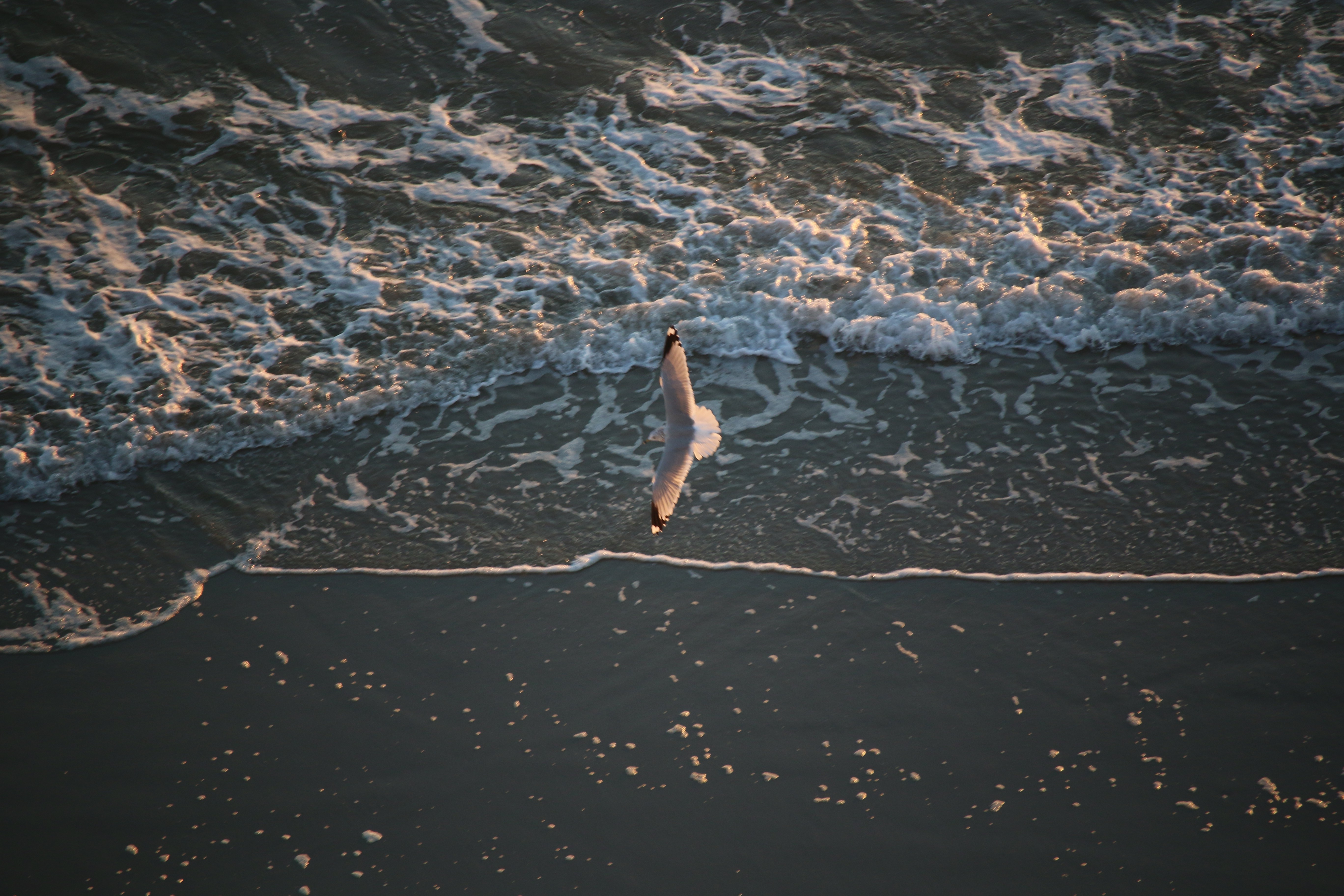 seagulls, Waves Wallpaper