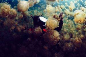 sea, Jellyfish, Divers