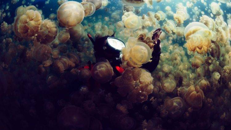 sea, Jellyfish, Divers HD Wallpaper Desktop Background
