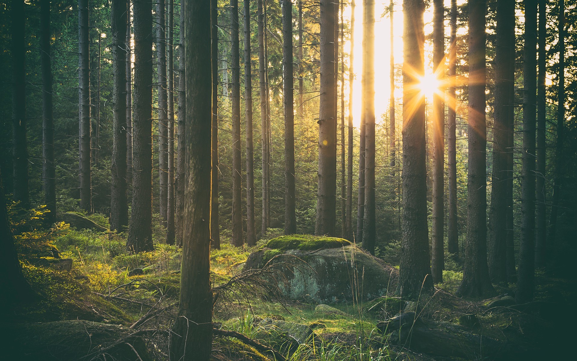 forest, Trees, Sunlight, Sun, Grass Wallpaper