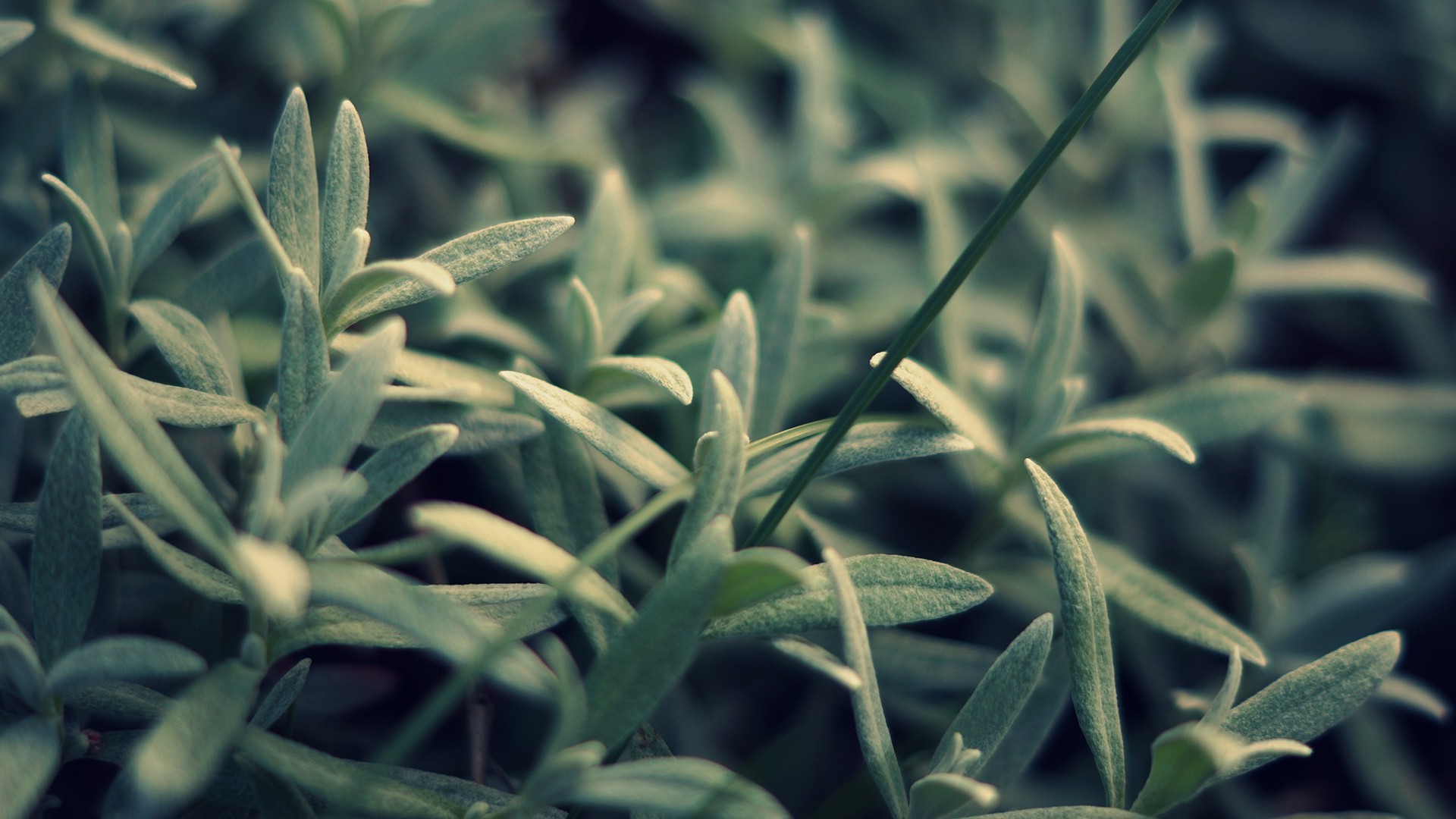 plants Wallpaper