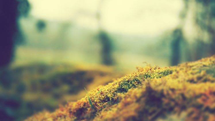 grass, Nature, Macro, Tilt shift, Alone, Plants, Moss HD Wallpaper Desktop Background