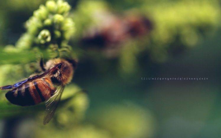 bees, Nature HD Wallpaper Desktop Background
