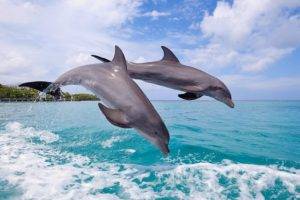 dolphin, Jumping, Sea