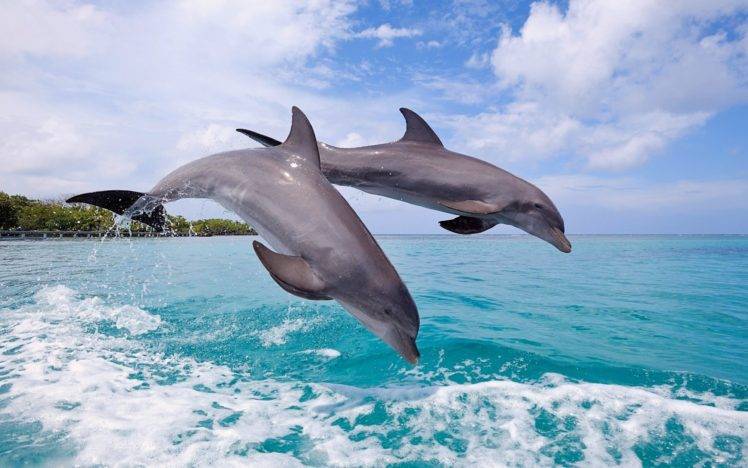 dolphin, Jumping, Sea Wallpapers HD / Desktop and Mobile Backgrounds
