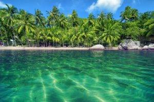 palm trees, Water, Beach