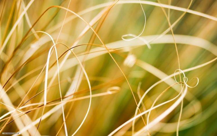 grass HD Wallpaper Desktop Background
