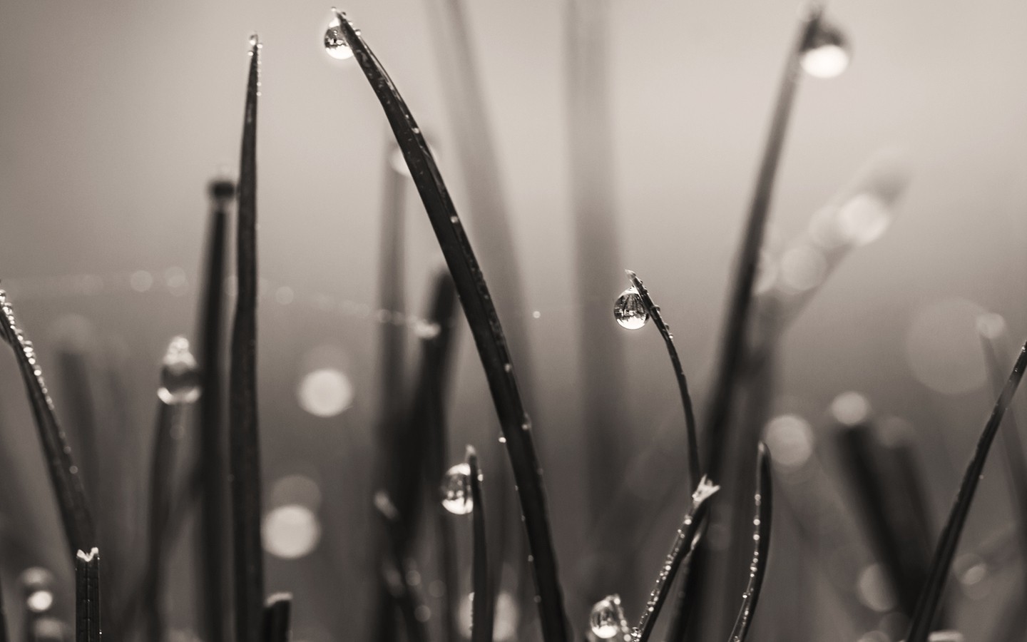 grass, Macro Wallpaper