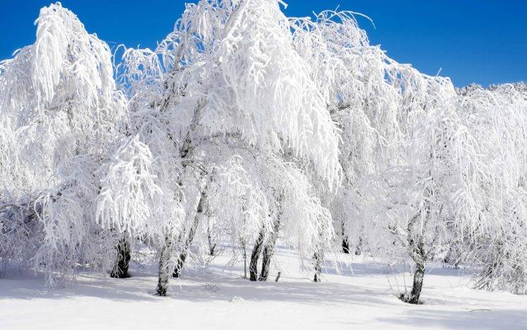 winter, Forest, Snow, Clear sky HD Wallpaper Desktop Background