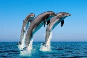 dolphin, Sea, Jumping, Water