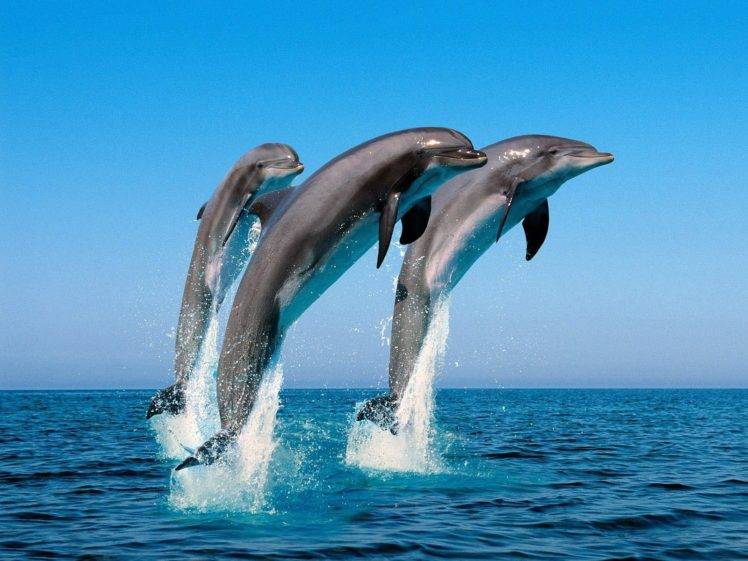 dolphin, Sea, Jumping, Water HD Wallpaper Desktop Background