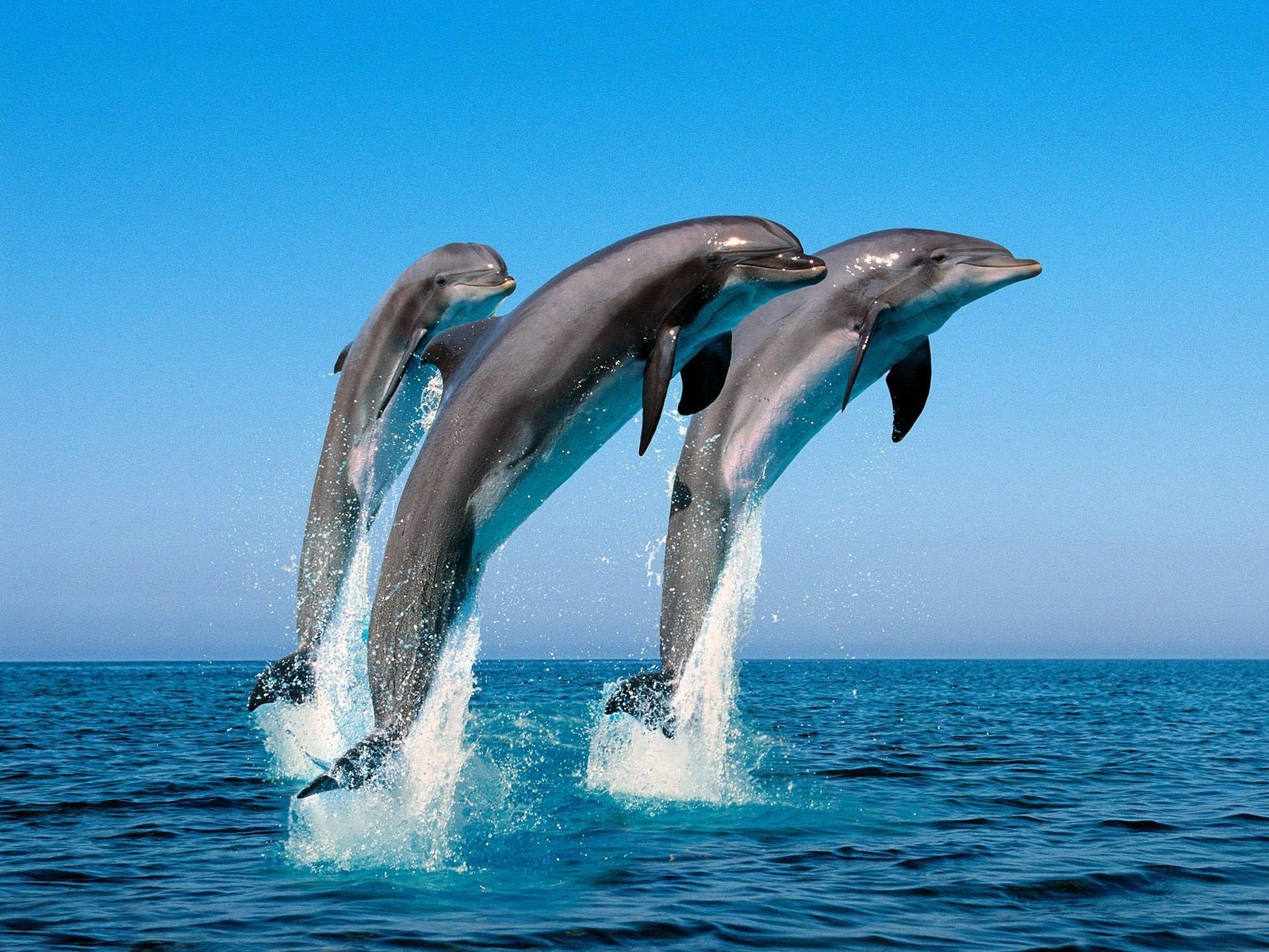 dolphin, Sea, Jumping, Water Wallpaper
