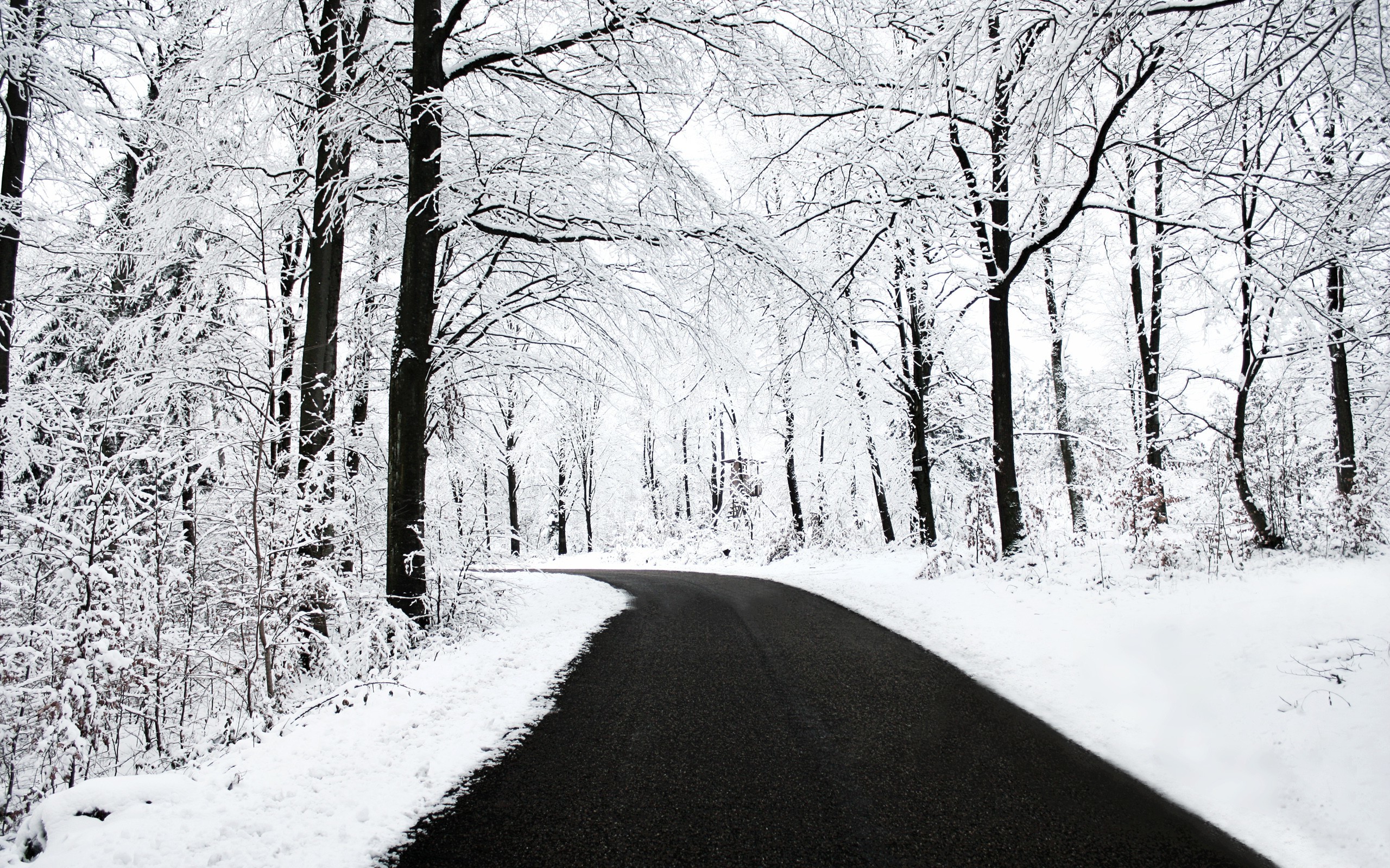 forest, Road, Snow Wallpaper