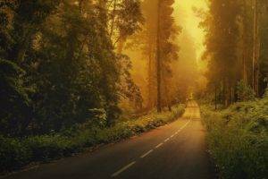 road, Forest, Natural light