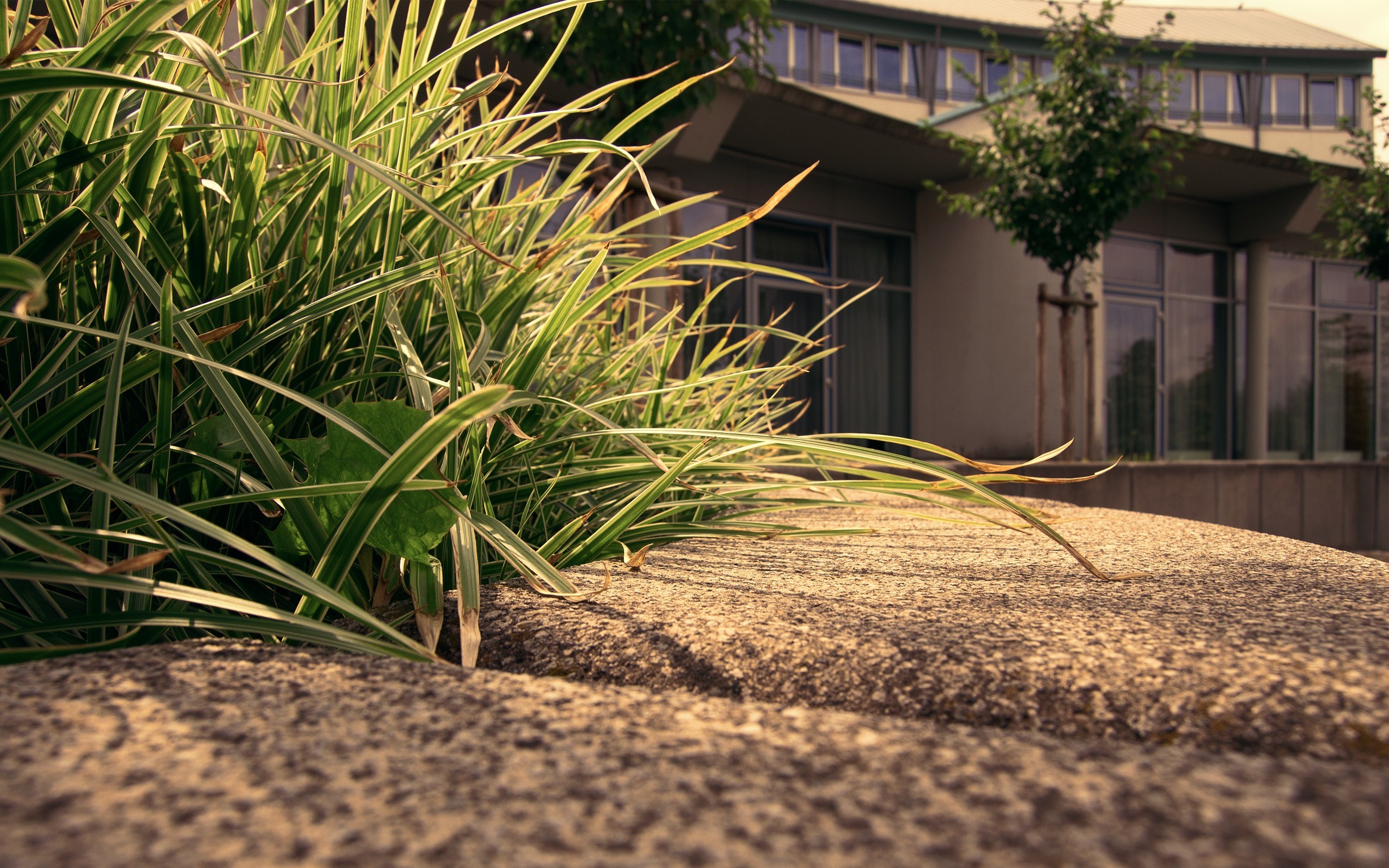 macro, Grass Wallpaper