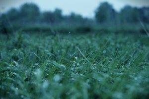 grass, Water drops, Macro, Blurred