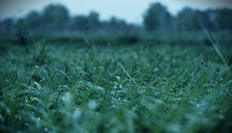 grass, Water drops, Macro, Blurred HD Wallpaper Desktop Background