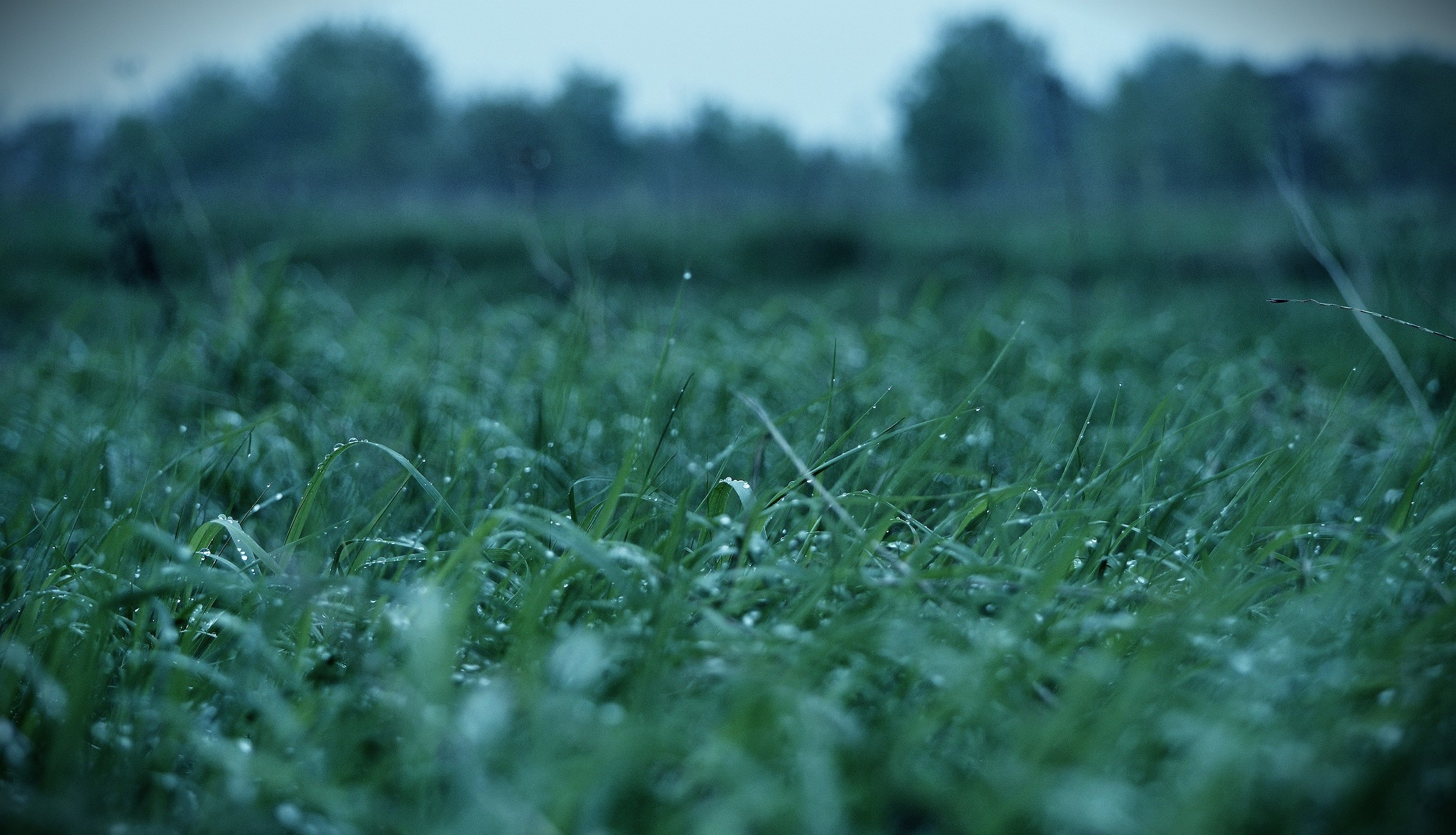 grass, Water drops, Macro, Blurred Wallpaper
