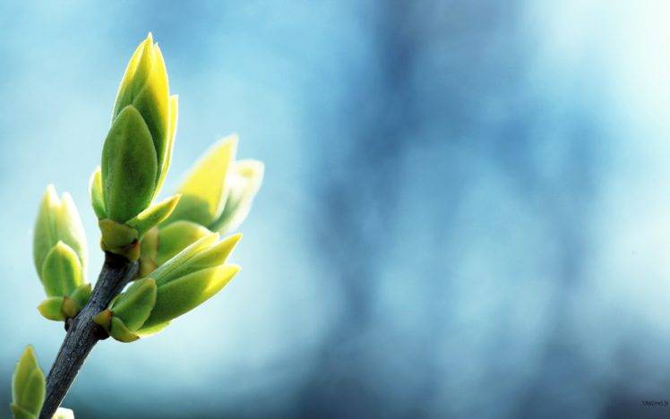 macro, Plants, Nature HD Wallpaper Desktop Background