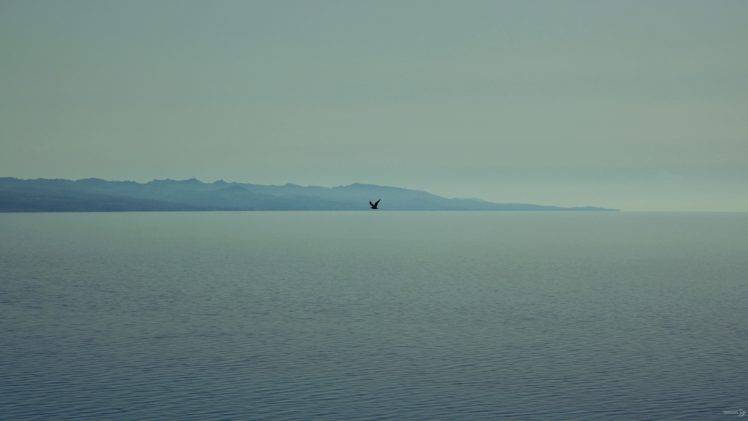 birds, Sea, Flying, Filter HD Wallpaper Desktop Background