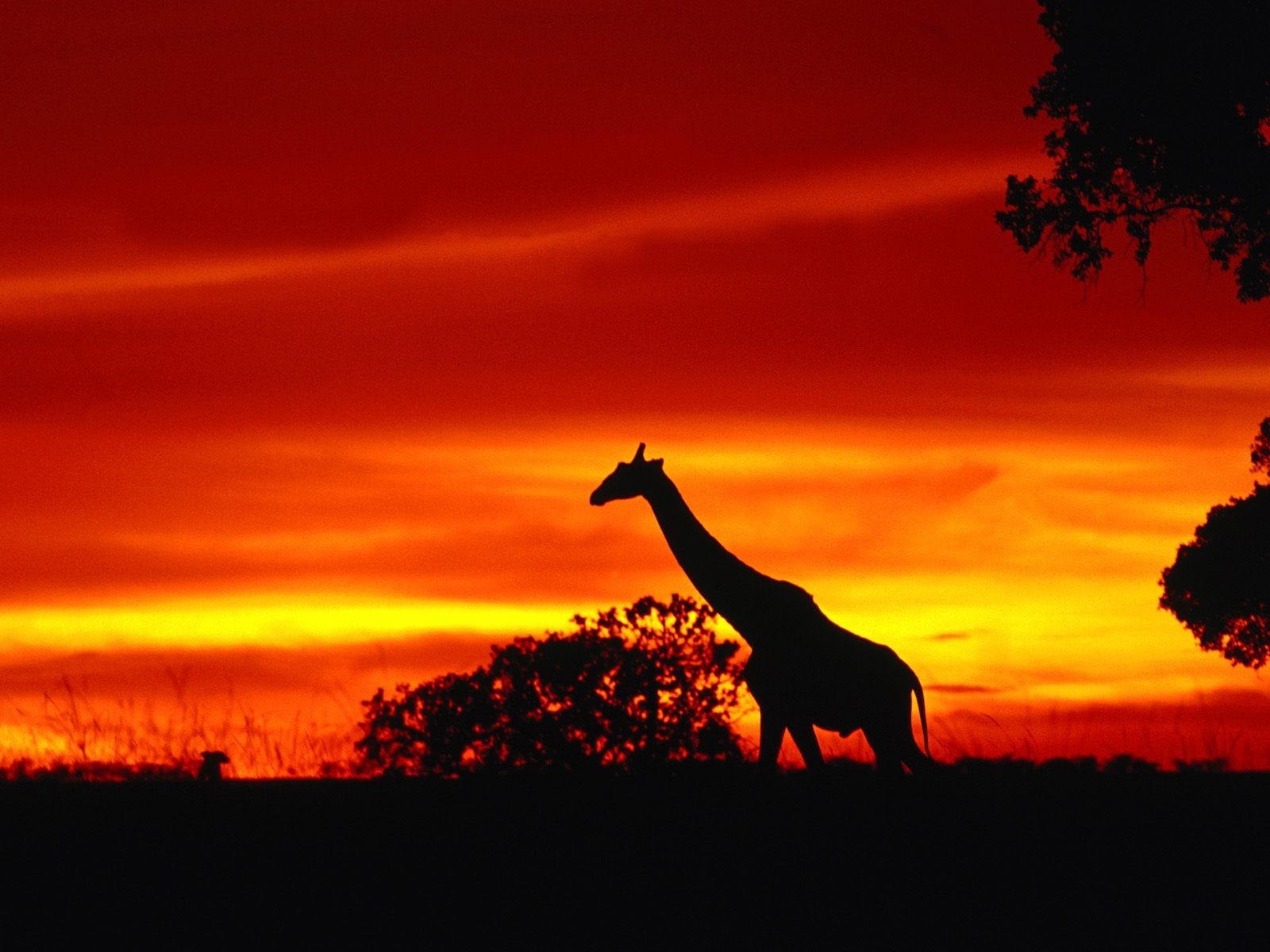 sunset Wallpaper