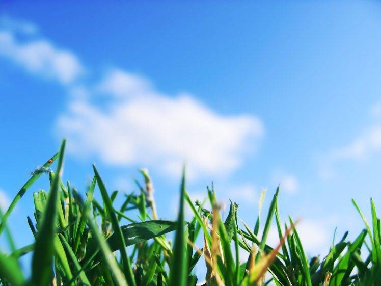 grass, Sky, Worms eye view HD Wallpaper Desktop Background