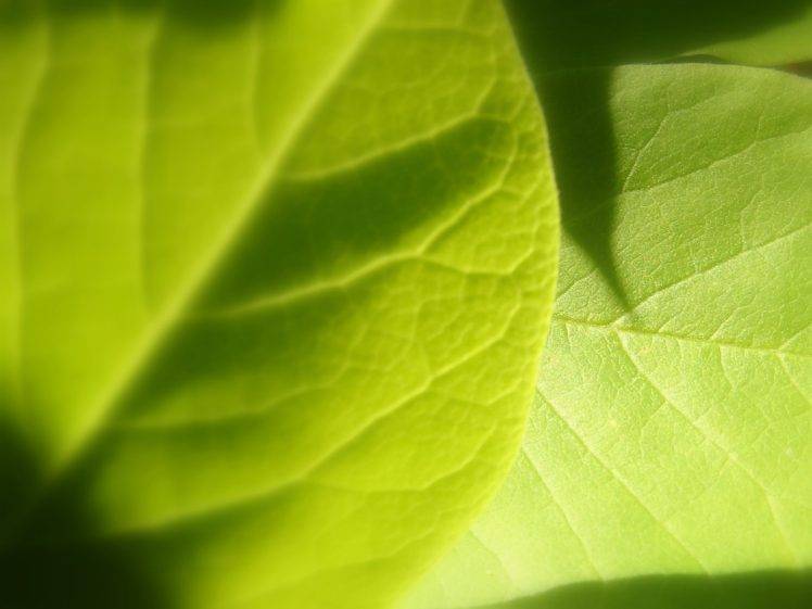 macro, Leaves, Plants HD Wallpaper Desktop Background