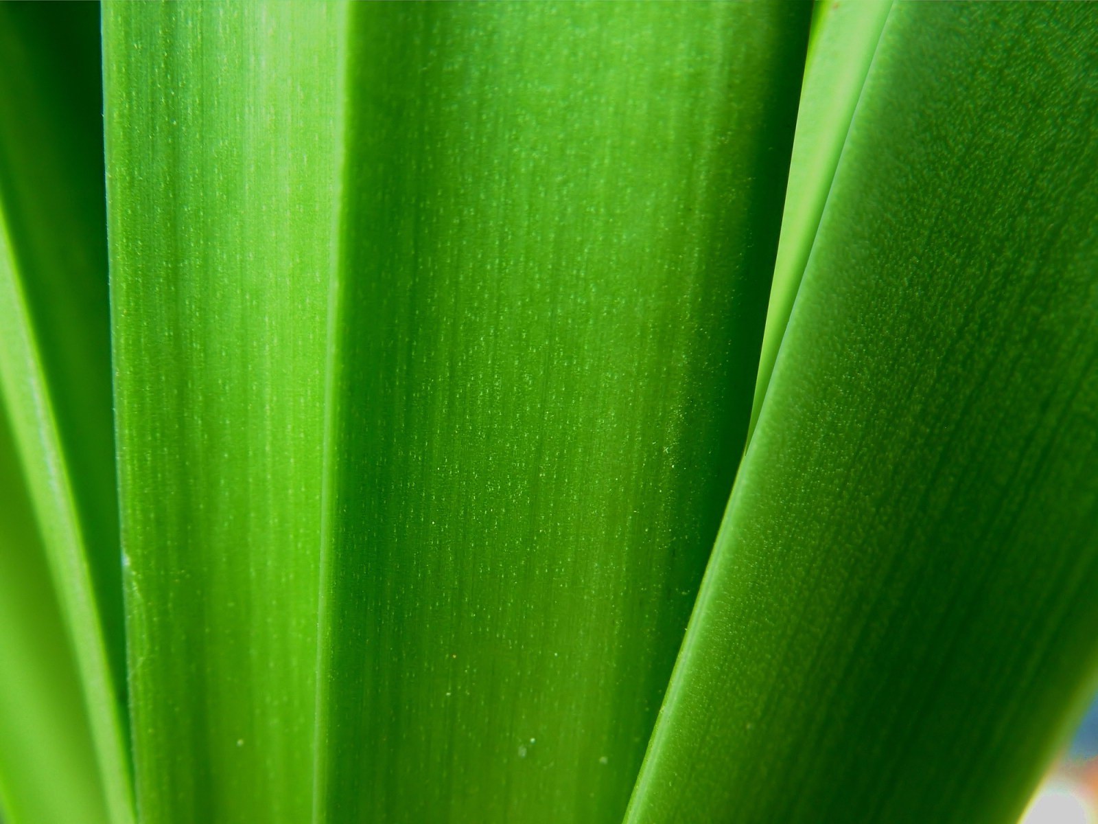 macro, Plants Wallpaper