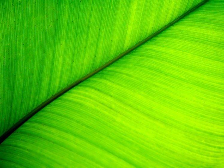 leaves, Macro, Plants HD Wallpaper Desktop Background
